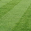 Green lawn by Inline Inc